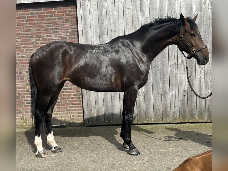 Britannique sang-chaud Jument 4 Ans 170 cm Bai brun in Hengelo