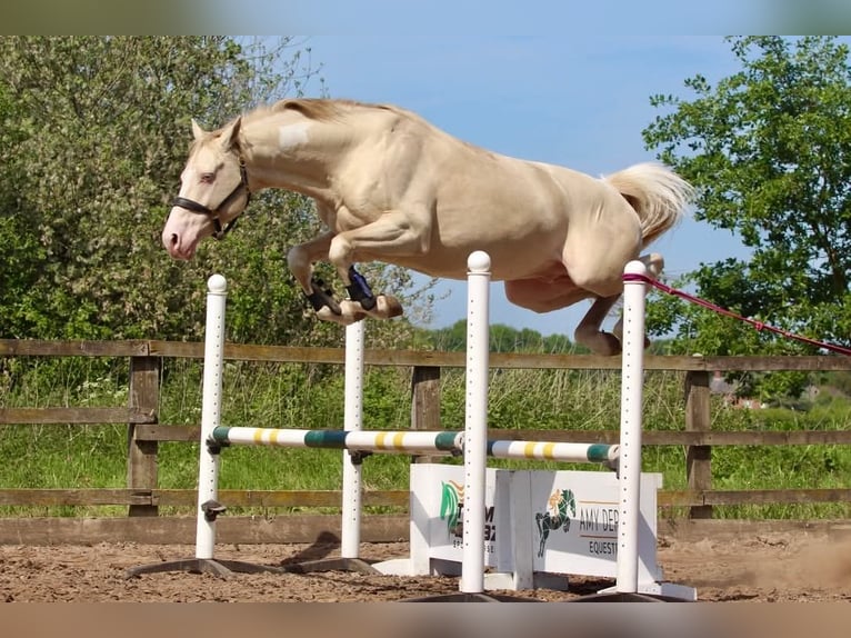 Britisches Warmblut Hengst 11 Jahre 158 cm Perlino in Llanfyllin