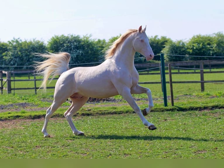 Britisches Warmblut Hengst 11 Jahre 158 cm Perlino in Llanfyllin