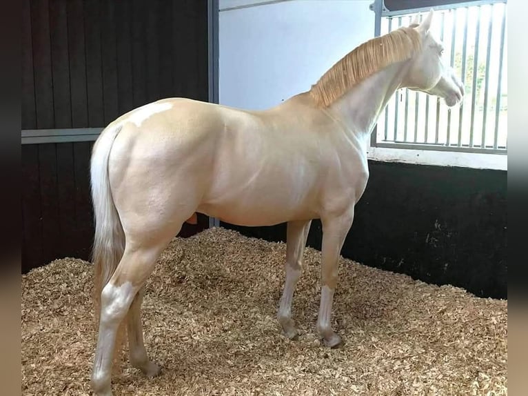 Britisches Warmblut Hengst 11 Jahre 158 cm Perlino in Llanfyllin