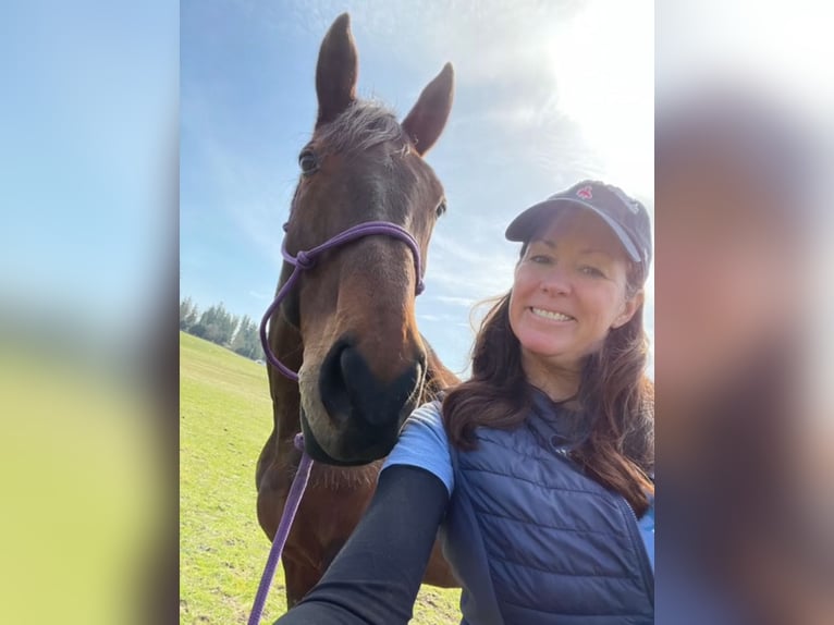 Britisches Warmblut Hengst 11 Jahre 166 cm Rotbrauner in Eagleville