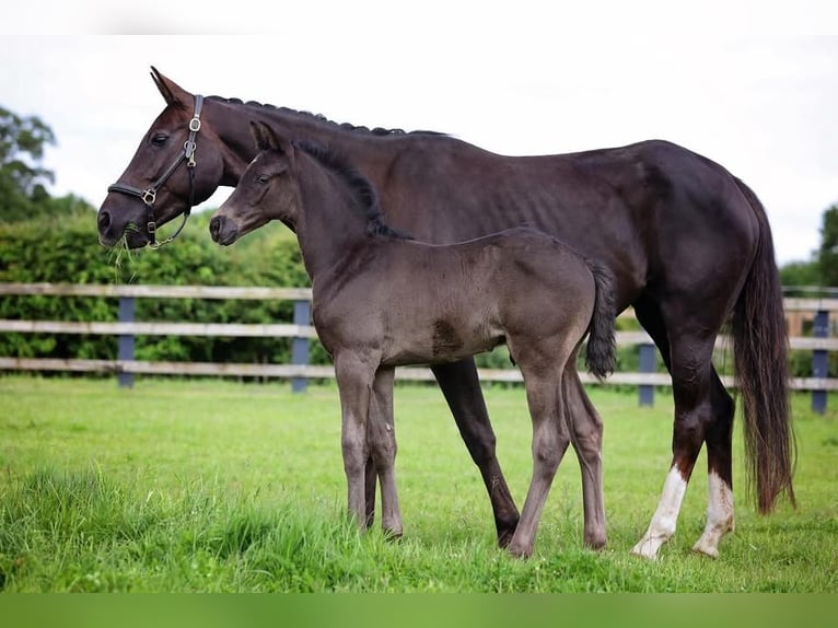 Britisches Warmblut Hengst 1 Jahr 170 cm Rappe in Norwich