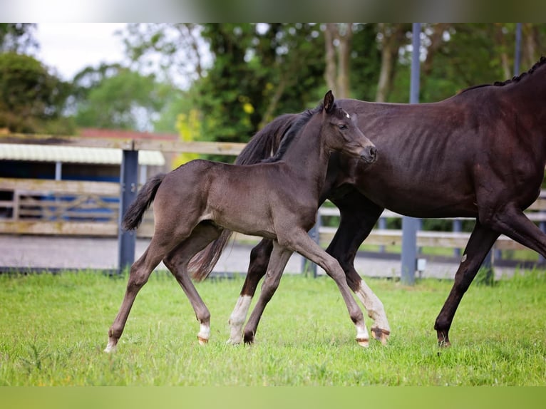 Britisches Warmblut Hengst 1 Jahr 170 cm Rappe in Norwich