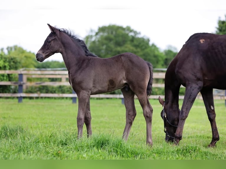 Britisches Warmblut Hengst 1 Jahr 170 cm Rappe in Norwich