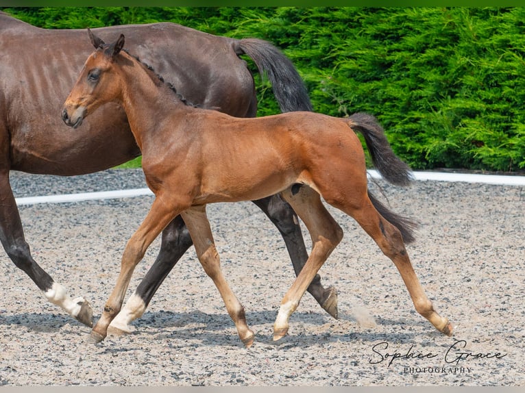 Britisches Warmblut Hengst 1 Jahr 170 cm Rotbrauner in CHESTER