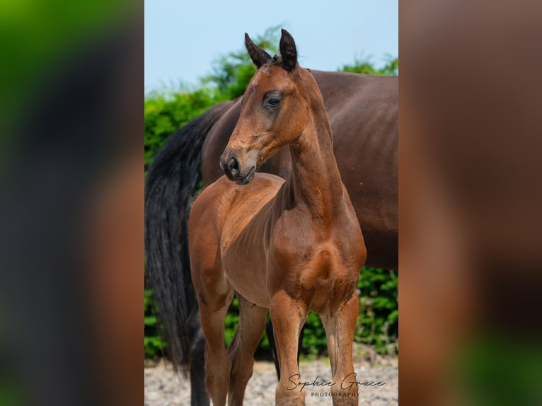 Britisches Warmblut Hengst 1 Jahr 170 cm Rotbrauner in CHESTER