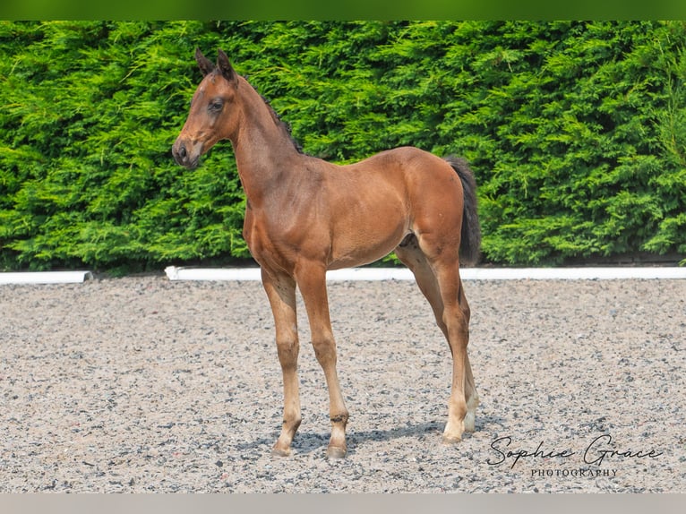 Britisches Warmblut Hengst 1 Jahr 170 cm Rotbrauner in CHESTER