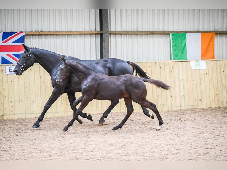 Britisches Warmblut Hengst 1 Jahr 172 cm Rappe in CHESTER