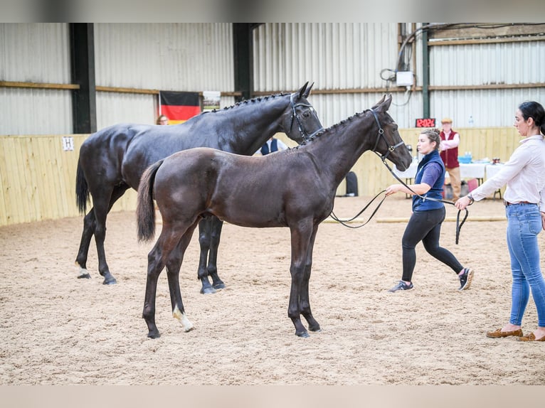 Britisches Warmblut Hengst 1 Jahr 172 cm Rappe in CHESTER