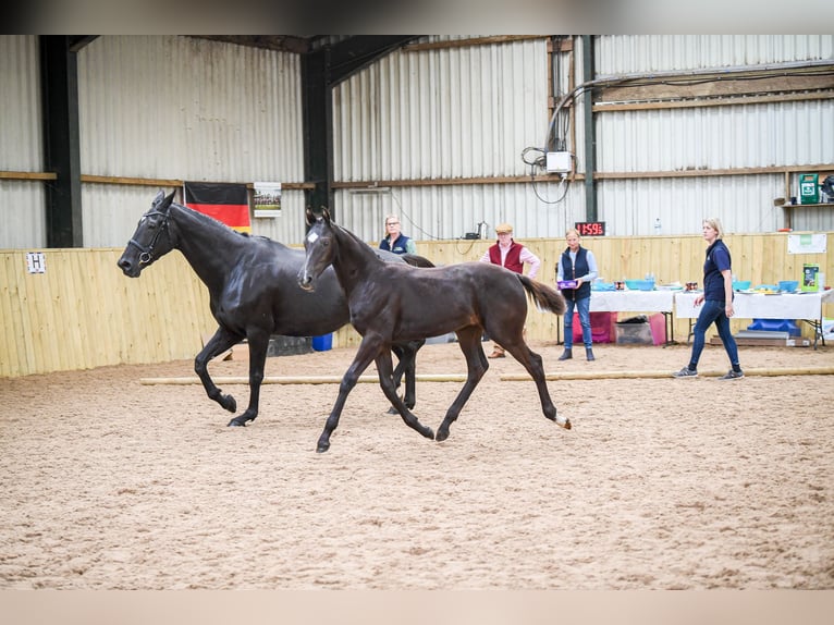 Britisches Warmblut Hengst 1 Jahr 172 cm Rappe in CHESTER