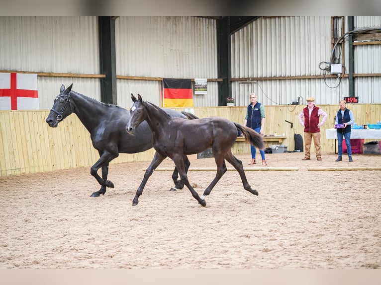 Britisches Warmblut Hengst 1 Jahr 172 cm Rappe in CHESTER