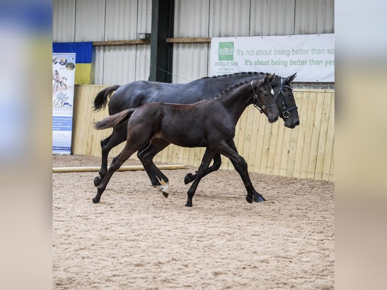 Britisches Warmblut Hengst 1 Jahr 172 cm Rappe in CHESTER