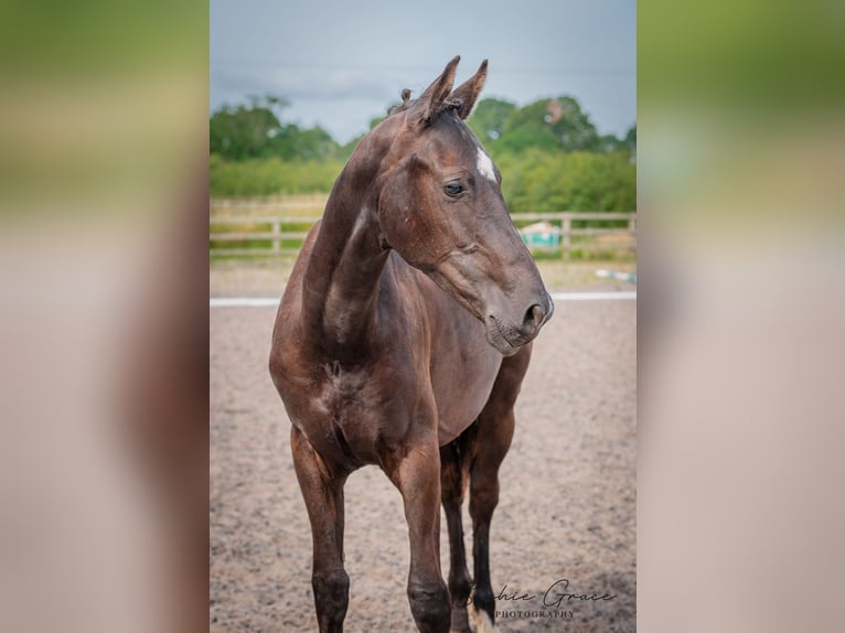 Britisches Warmblut Hengst 1 Jahr 172 cm Rappe in CHESTER