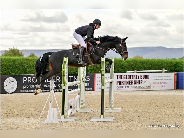 Britisches Warmblut Hengst 6 Jahre 166 cm Dunkelbrauner in Kent