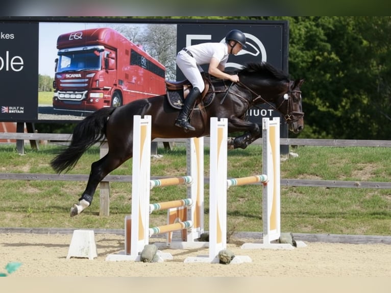 Britisches Warmblut Hengst 6 Jahre 166 cm Dunkelbrauner in Kent