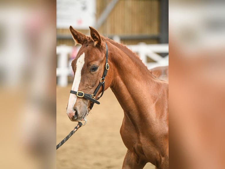 Britisches Warmblut Hengst Fohlen (04/2025) 168 cm in Lancashire