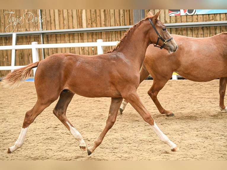 Britisches Warmblut Hengst Fohlen (04/2025) 168 cm in Lancashire