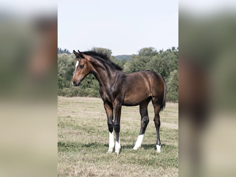 Britisches Warmblut Hengst Fohlen (04/2024) 168 cm Rotbrauner in Gloucester