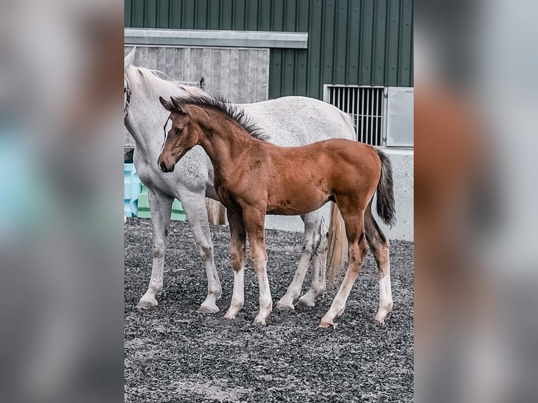 Britisches Warmblut Hengst Fohlen (04/2024) 168 cm Rotbrauner in Gloucester