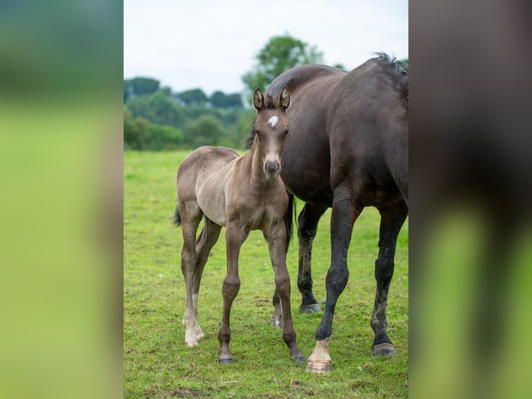 Britisches Warmblut Hengst Fohlen (06/2024) 168 cm Schwarzbrauner in Staffordshire