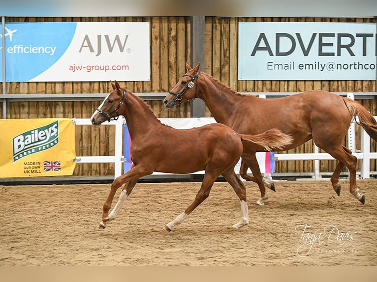 Britisches Warmblut Hengst Fohlen (04/2025) 168 cm in Lancashire