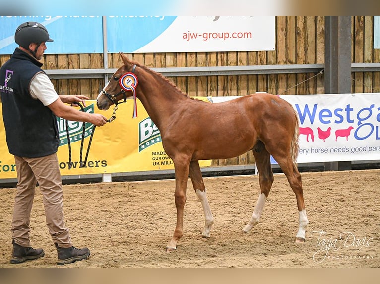 Britisches Warmblut Hengst Fohlen (04/2025) 168 cm in Lancashire