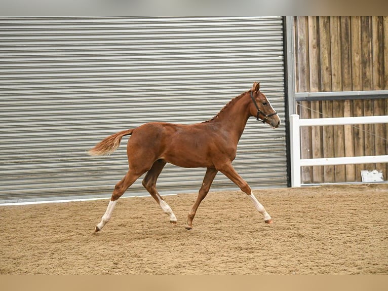 Britisches Warmblut Hengst Fohlen (04/2025) 168 cm in Lancashire
