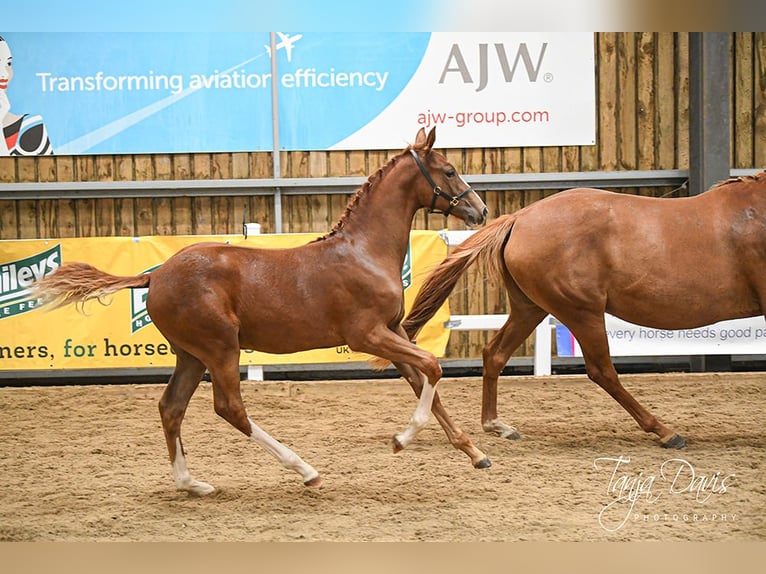 Britisches Warmblut Hengst Fohlen (04/2025) 168 cm in Lancashire