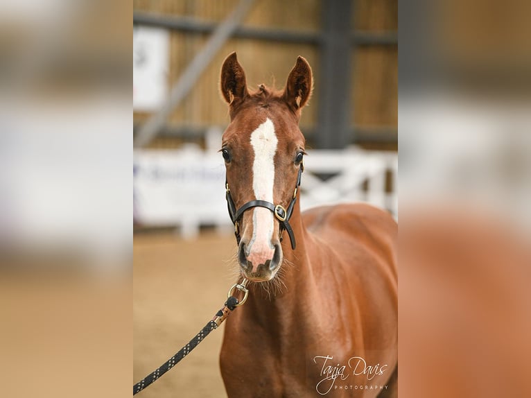 Britisches Warmblut Hengst Fohlen (04/2025) 168 cm in Lancashire