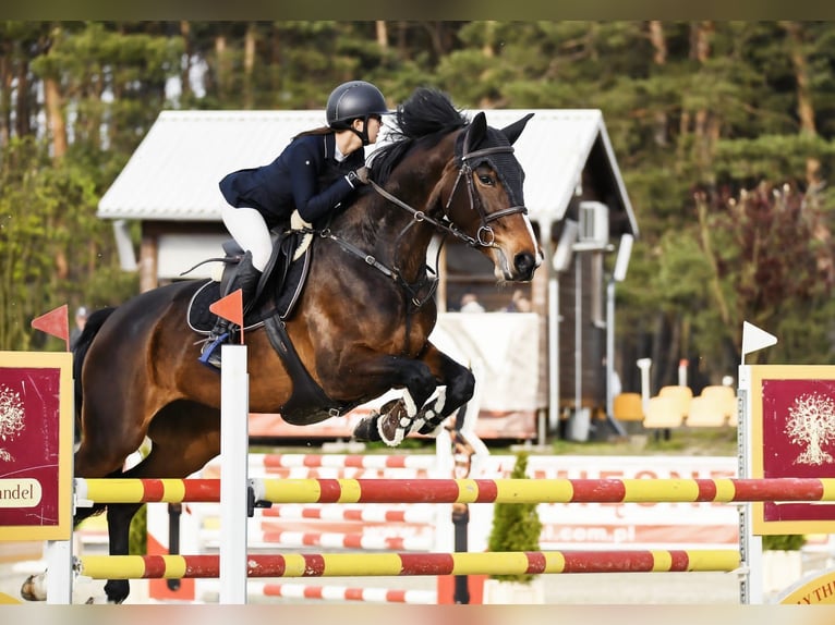 Britisches Warmblut Stute 10 Jahre 168 cm Schwarzbrauner in K&#xF3;rnik