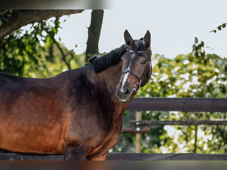 Britisches Warmblut Stute 10 Jahre 168 cm Schwarzbrauner in K&#xF3;rnik