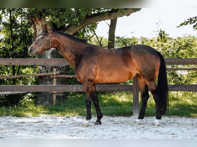 Britisches Warmblut Stute 10 Jahre 168 cm Schwarzbrauner in K&#xF3;rnik