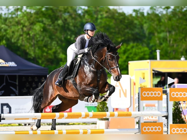 Britisches Warmblut Stute 10 Jahre 168 cm Schwarzbrauner in K&#xF3;rnik