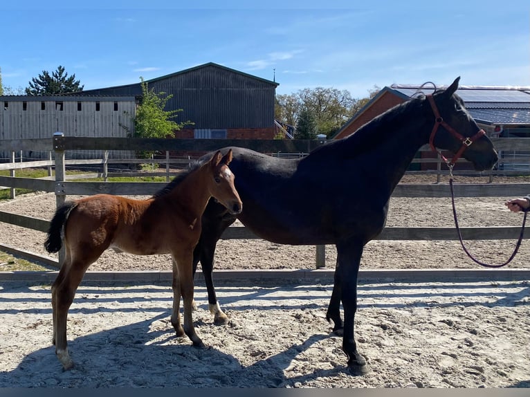 Britisches Warmblut Stute 18 Jahre Brauner in Bargstedt