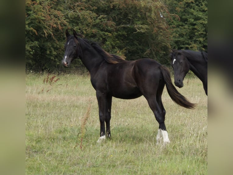 Britisches Warmblut Stute 1 Jahr 164 cm Rappe in CHESTER