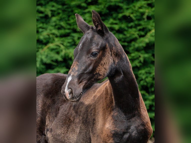 Britisches Warmblut Stute 1 Jahr 164 cm Rappe in CHESTER