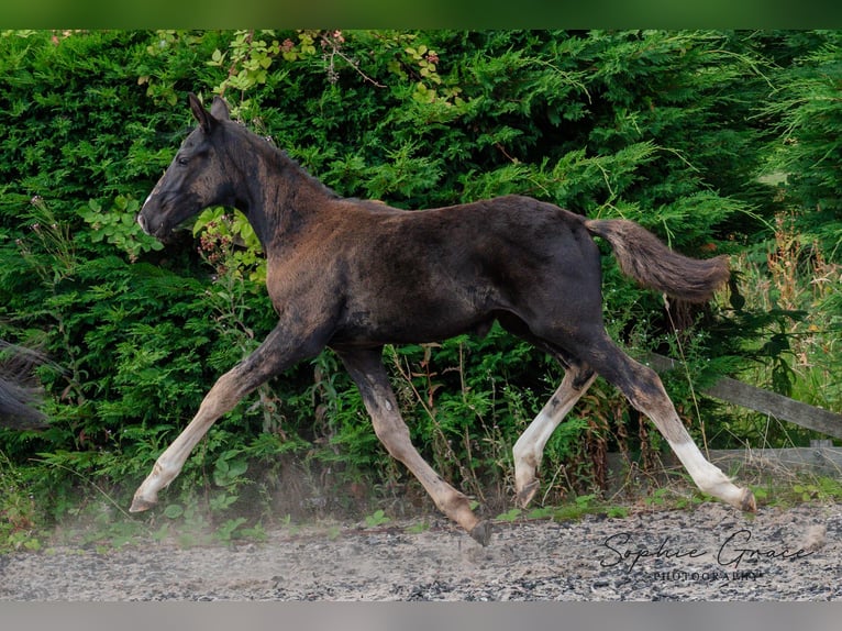 Britisches Warmblut Stute 1 Jahr 164 cm Rappe in CHESTER