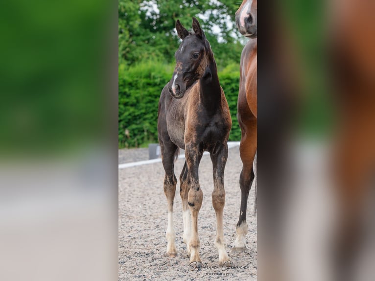 Britisches Warmblut Stute 1 Jahr 164 cm Rappe in CHESTER