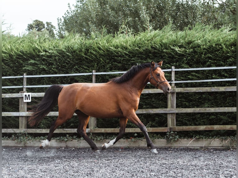 Britisches Warmblut Mix Stute 2 Jahre 158 cm Rotbrauner in Gloucester