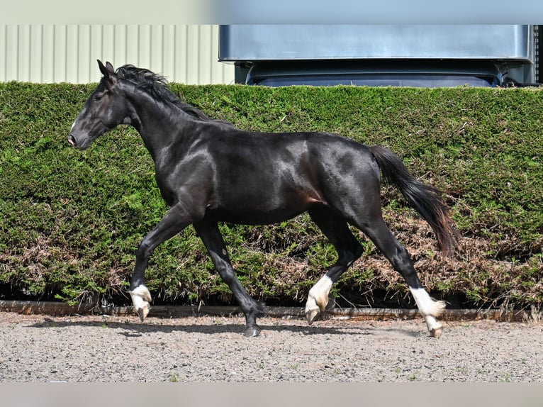 Britisches Warmblut Stute 2 Jahre 164 cm Rappe in CHESTER