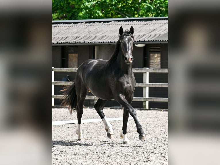 Britisches Warmblut Stute 2 Jahre 164 cm Rappe in CHESTER