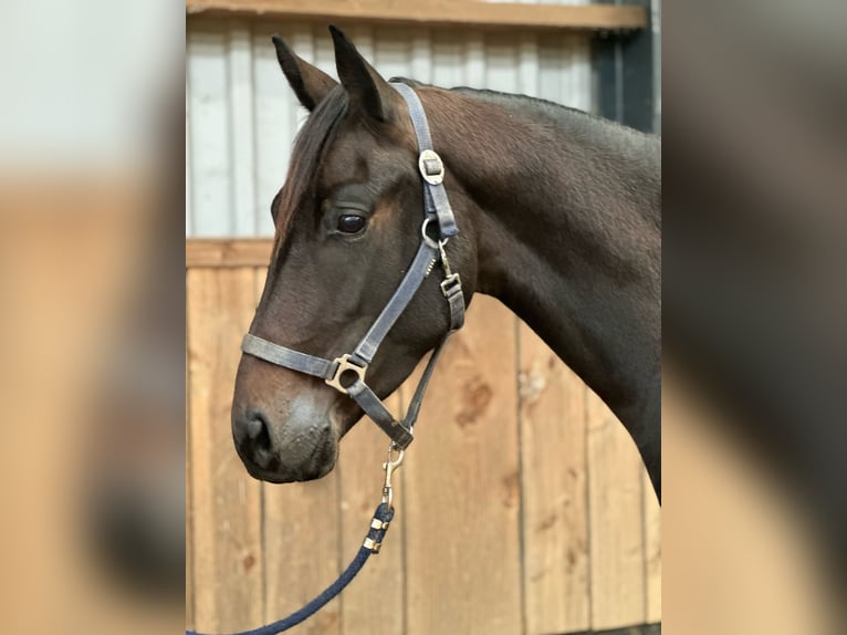 Britisches Warmblut Stute 4 Jahre 164 cm Dunkelbrauner in Zutphen