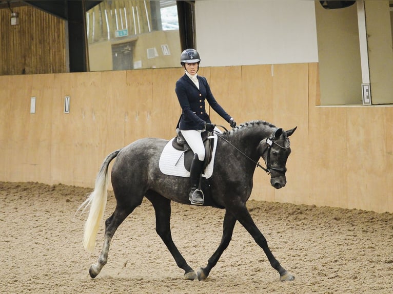 Britisches Warmblut Stute 4 Jahre 166 cm Schimmel in Devon