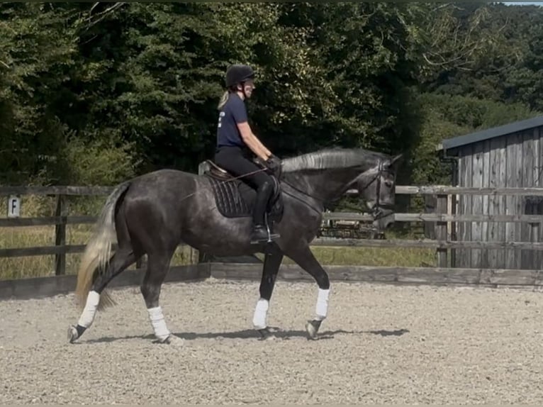 Britisches Warmblut Stute 4 Jahre 166 cm Schimmel in Devon