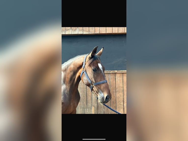 Britisches Warmblut Stute 5 Jahre 163 cm Brauner in Zutphen