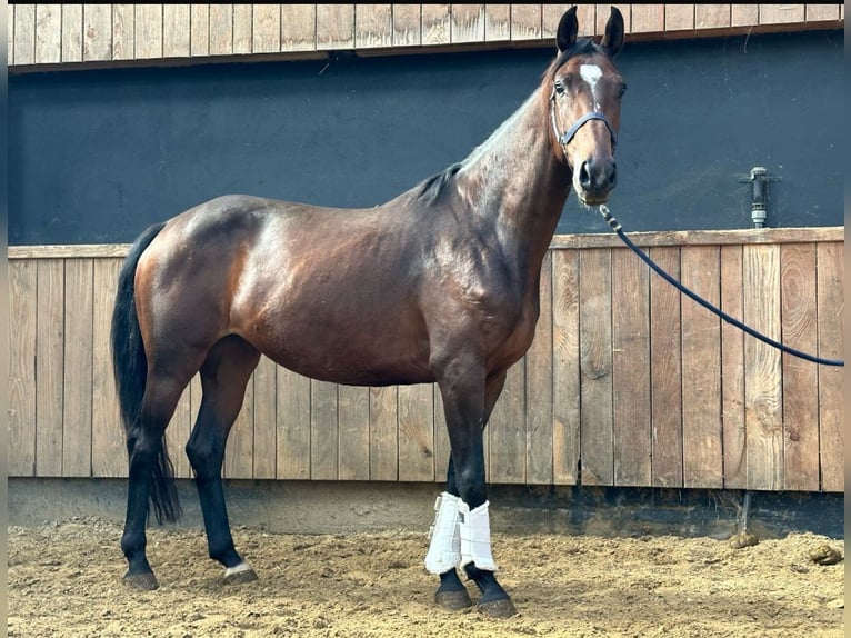 Britisches Warmblut Stute 5 Jahre 163 cm Brauner in Zutphen