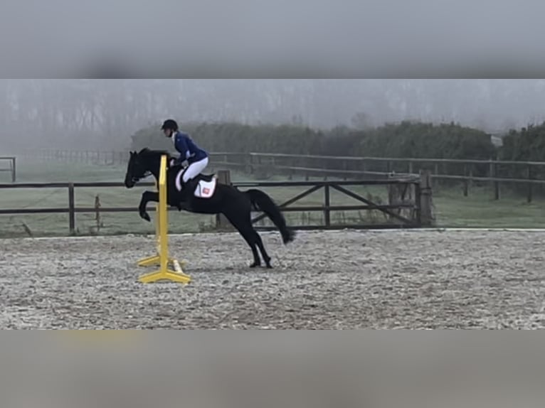 Britisches Warmblut Stute 7 Jahre 137 cm Rappe in Bavel