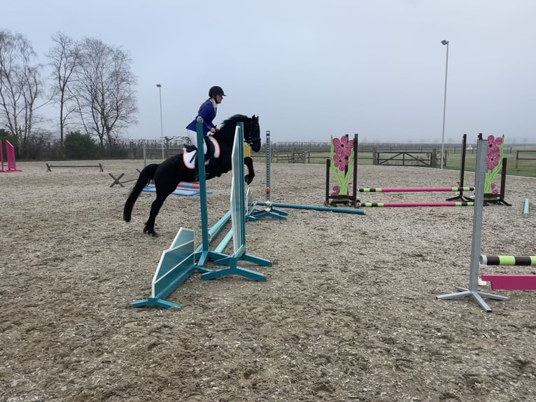 Britisches Warmblut Stute 7 Jahre 137 cm Rappe in Bavel