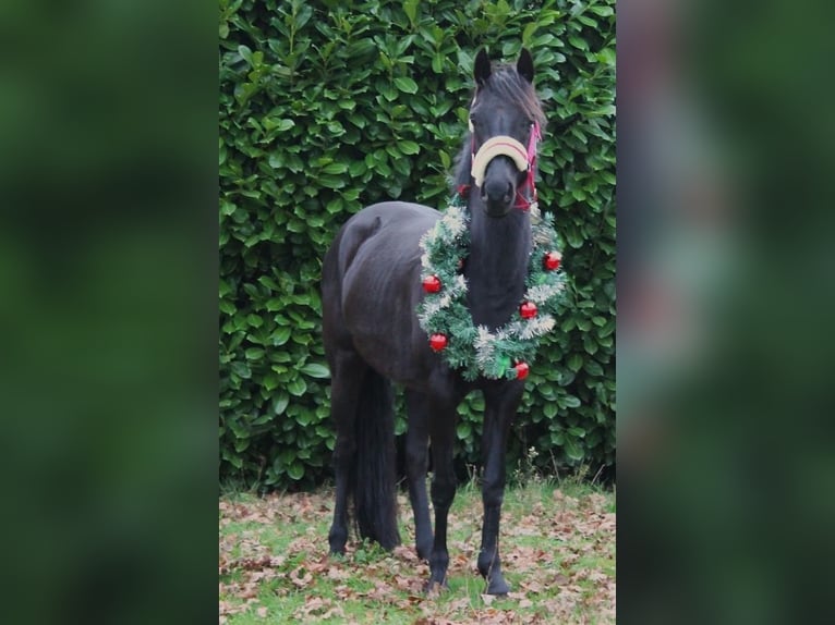 Britisches Warmblut Stute 7 Jahre 137 cm Rappe in Bavel