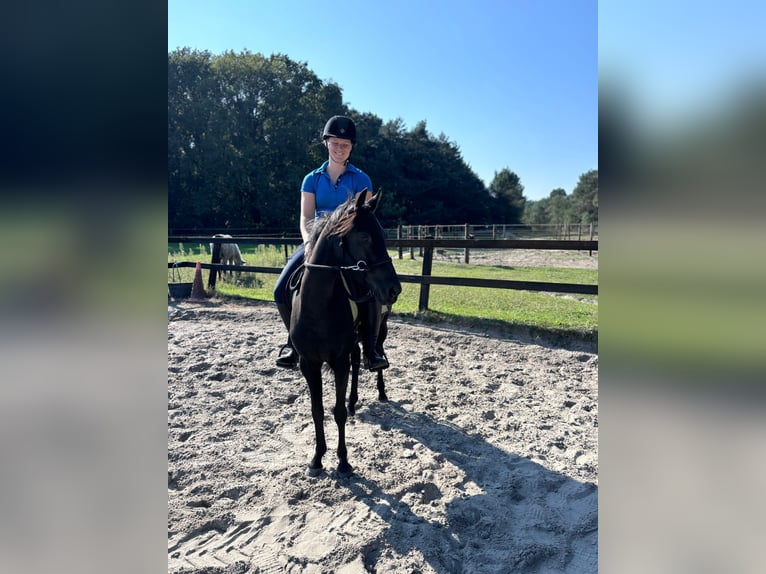 Britisches Warmblut Stute 7 Jahre 137 cm Rappe in Bavel